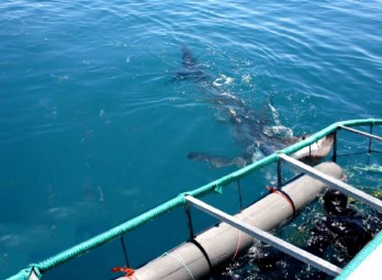 Cage diving - Corporate Events