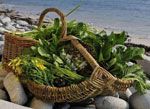 Wild Food Foraging Breaks at Pendower Beach Barn