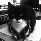 Ollie the Office Cat