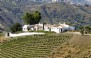 Breathtaking vista of the wild olive and almond trees
