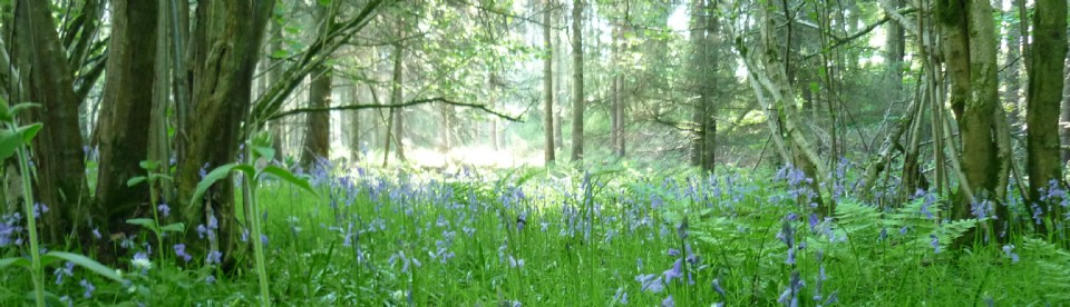 Bluebell Cottage